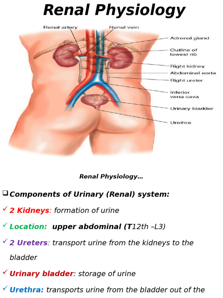 Overview of Renal Physiology Functions | PDF | Kidney | Urinary System