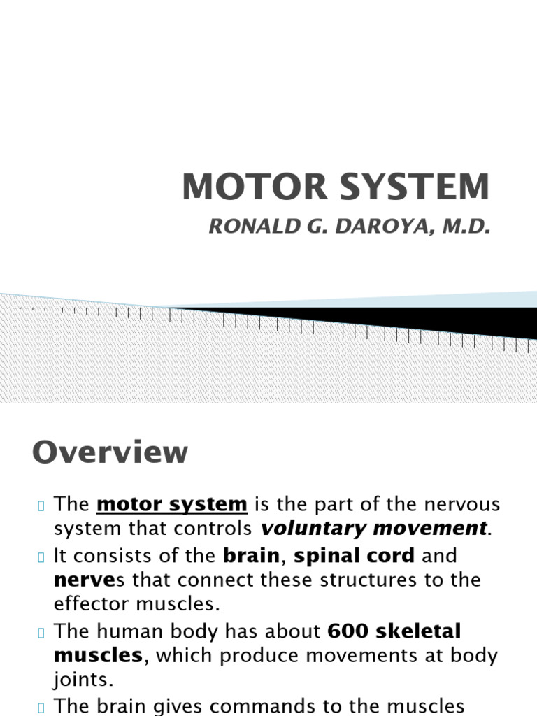 Understanding the Motor System | PDF | Motor Neuron | Nerve