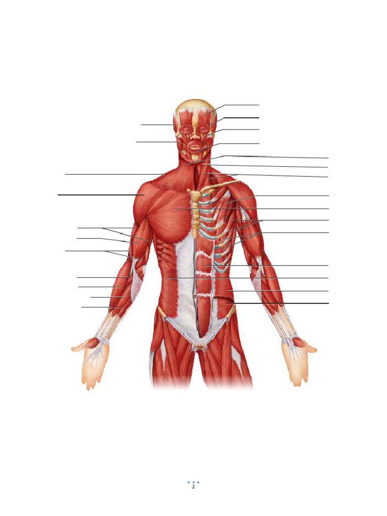 A&P1 Muscle Anatomy Overview | PDF