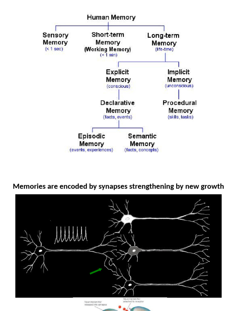 Drosophila NMJ Growth and Memory Encoding | PDF