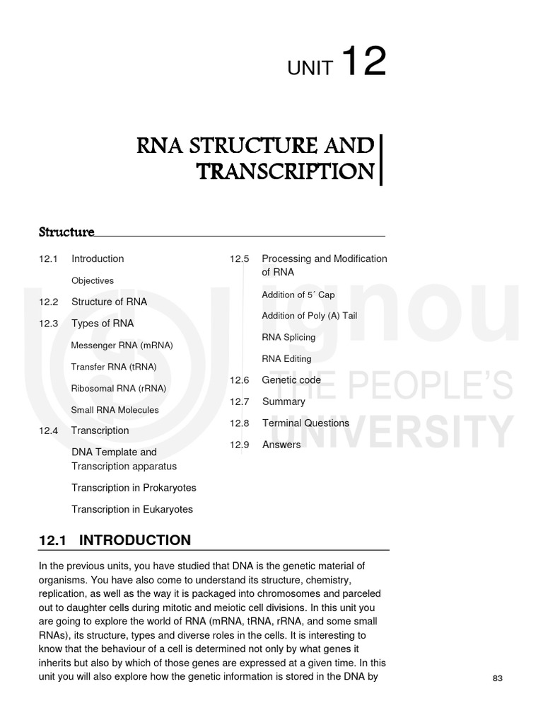 RNA Structure and Transcription Overview | PDF | Rna | Messenger Rna