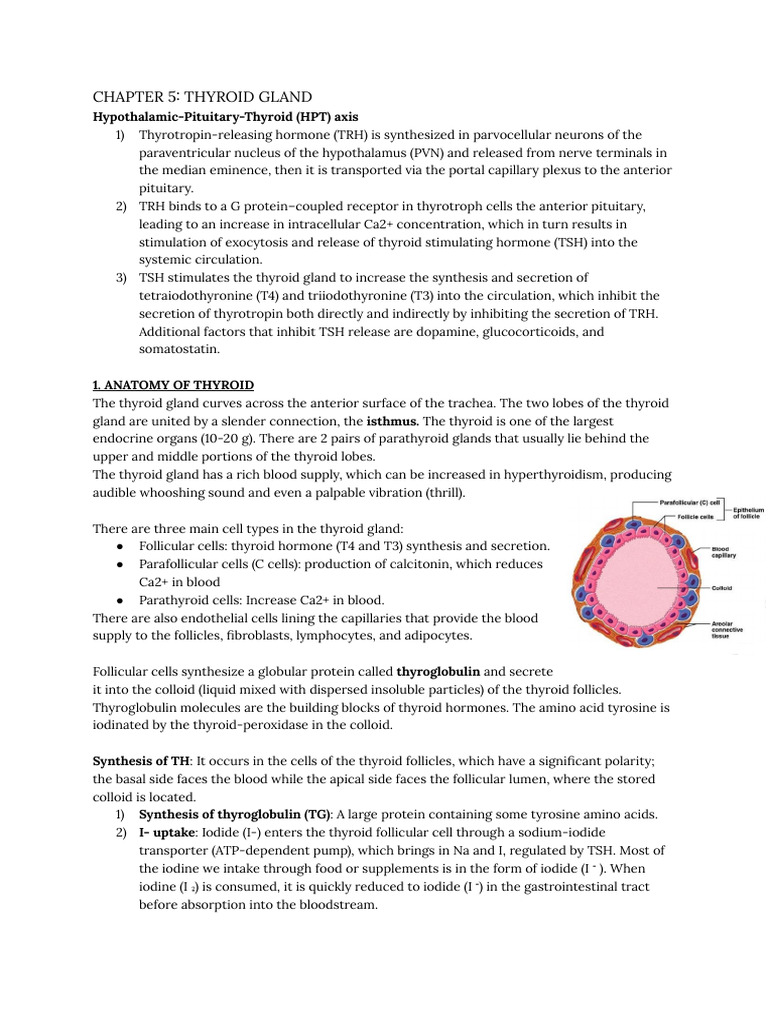 Thyroid Gland Function and Hormones | PDF | Thyroid | Bone