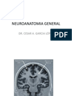 Clase 2.2 Neuroanatomia General