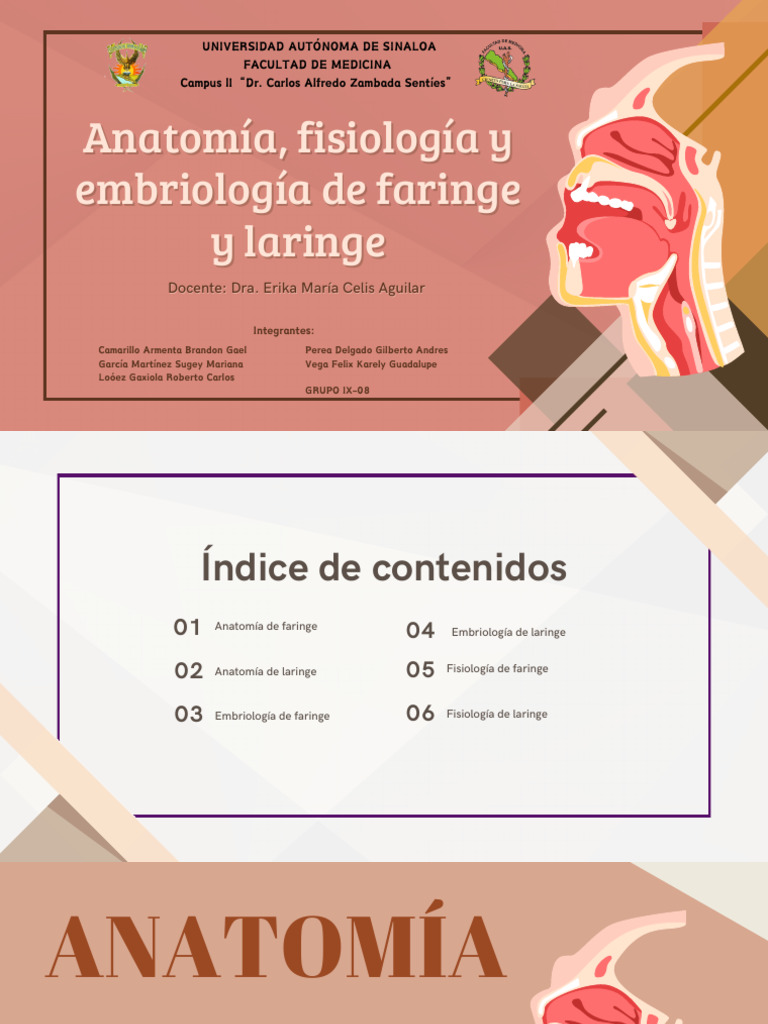 Anatomía y funciones de laringe y faringe | PDF | Laringe | Anatomía humana