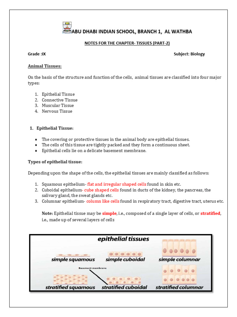 Grade 9- Notes on Animal Tissues | PDF | Epithelium | Muscle