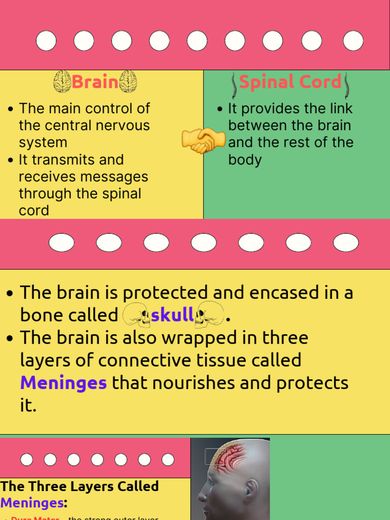 Anatomy of the Brain and Spinal Cord | PDF | Cerebrum | Brainstem