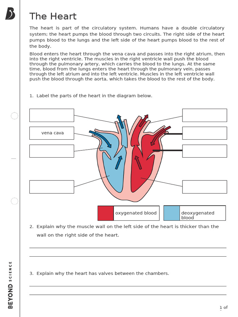 Heart Function and Blood Circulation | PDF | Heart | Blood
