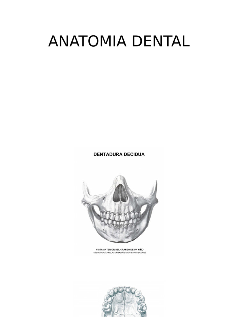 Anatomia Dental Pdf