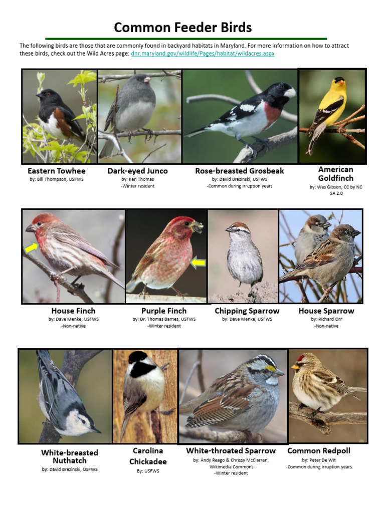 Common Backyard Feeder Birds in Maryland | PDF | Holarctic Birds ...