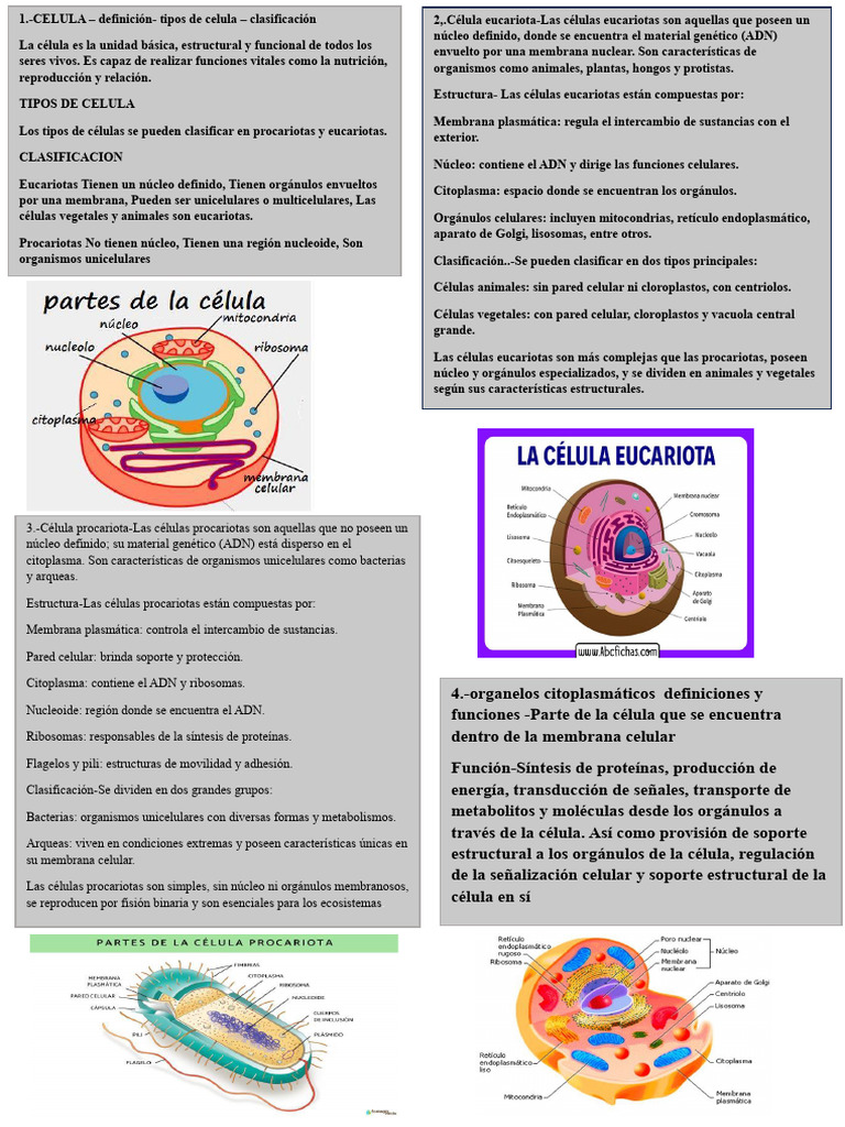 Tipos y funciones de células y reproducción | PDF | Biología Celular ...