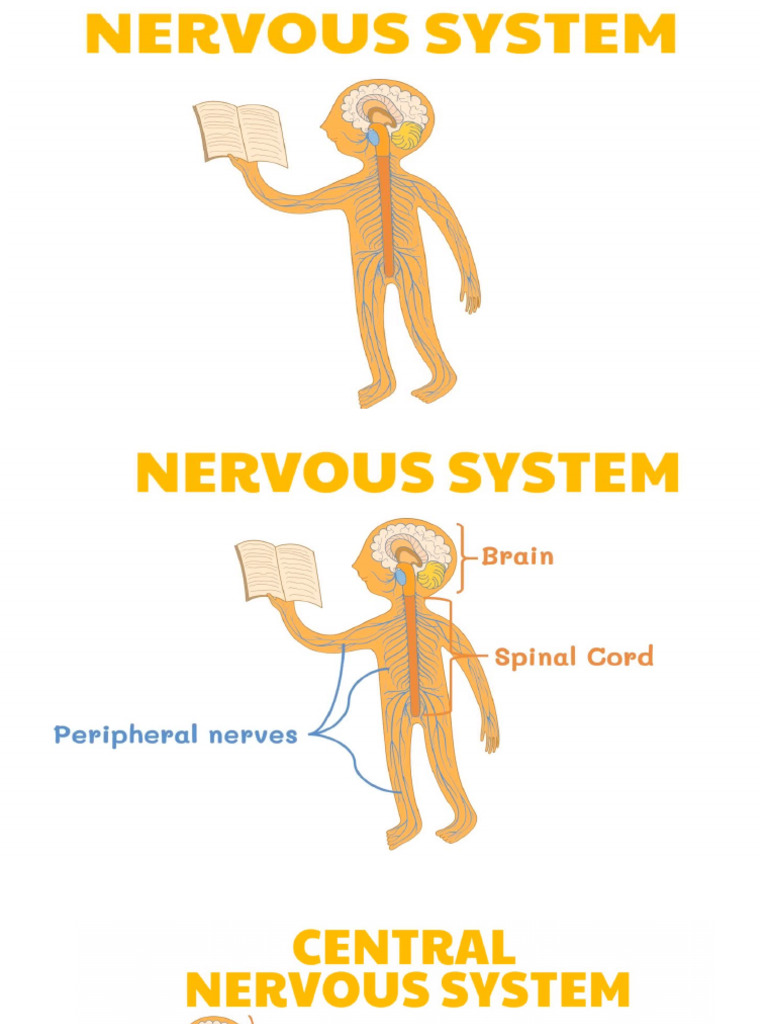 nervous-system-pdf