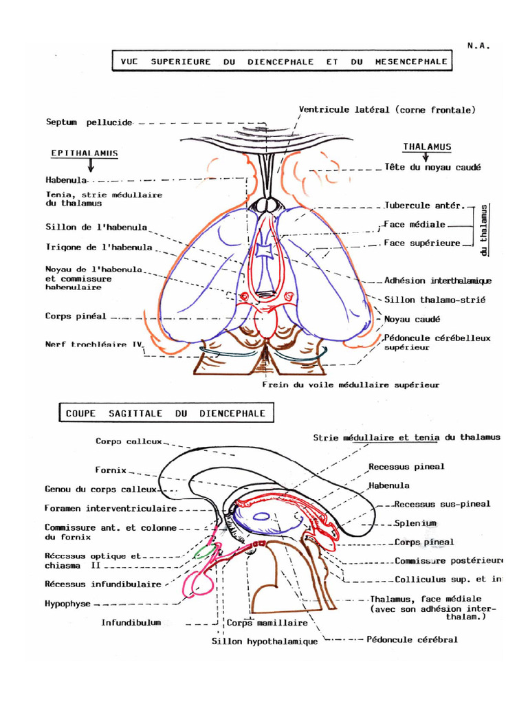 Diencephale Suite | PDF