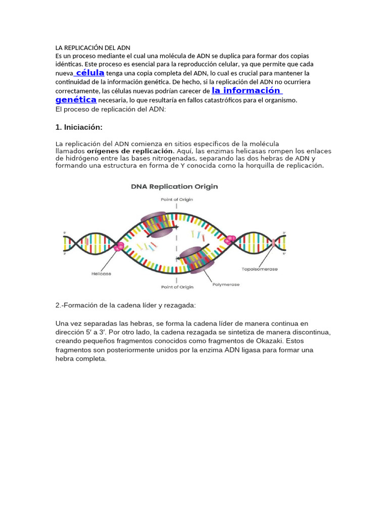 Proceso y Enzimas en la Replicación del ADN | PDF | Replicación De Adn ...