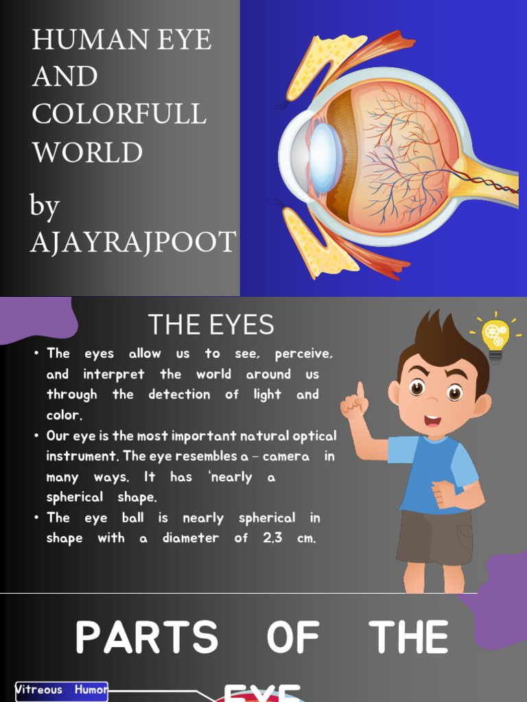 Anatomy and Function of the Human Eye | PDF | Eye | Sunset