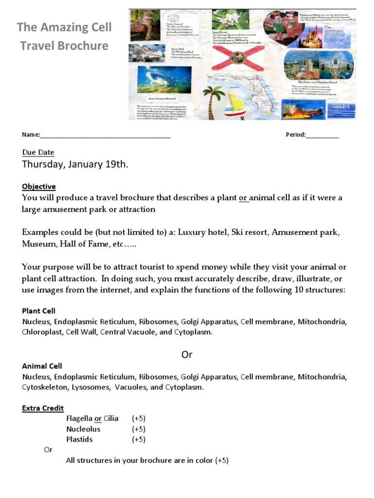 Cell Amusement Park Brochure Project | PDF | Cytoplasm | Cell (Biology)
