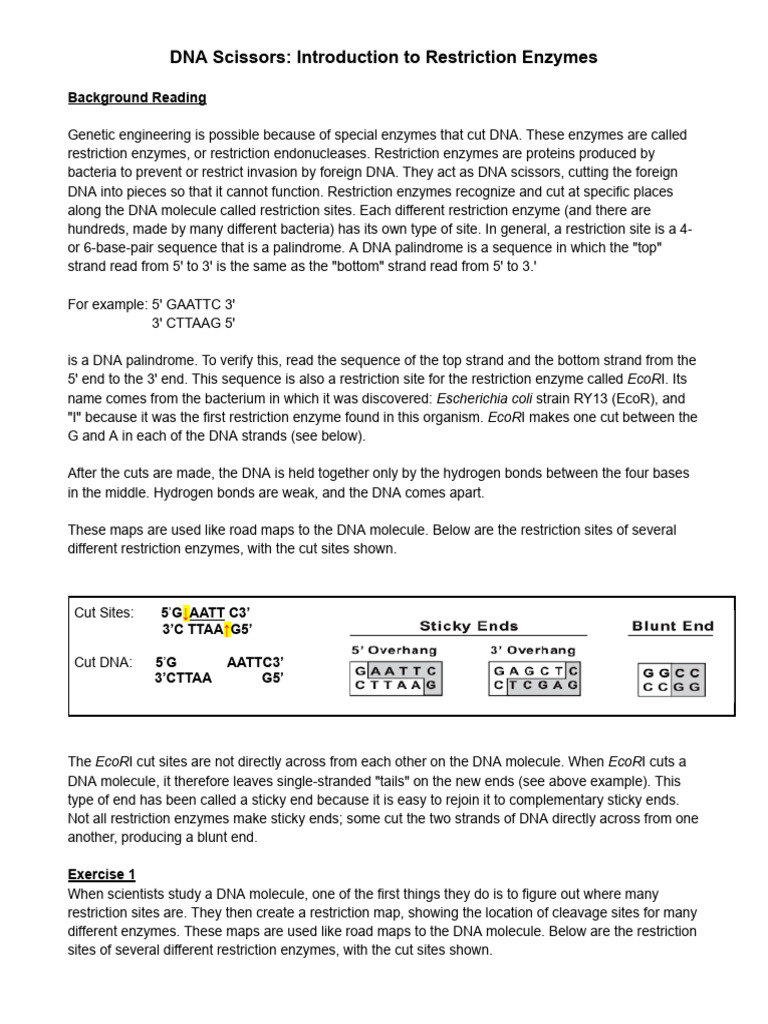 DNA Scissors: Restriction Enzymes Overview | PDF | Restriction Enzyme | Dna