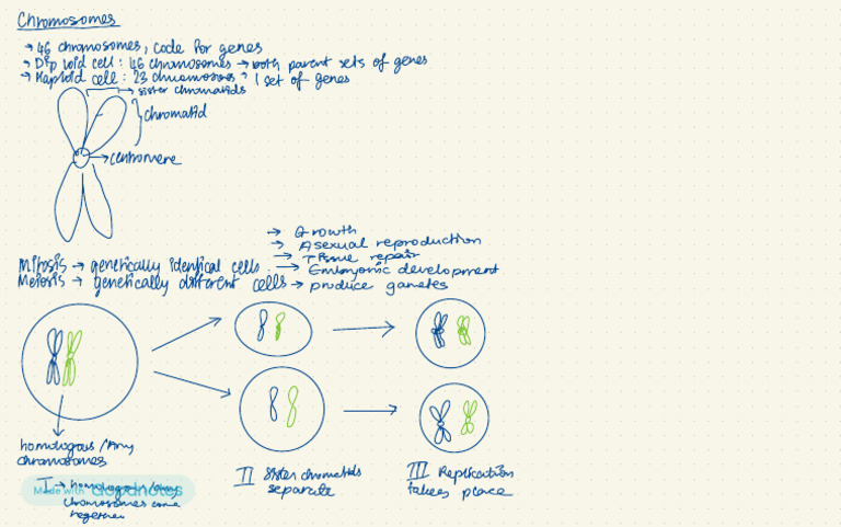 Chromosomes Notes | PDF