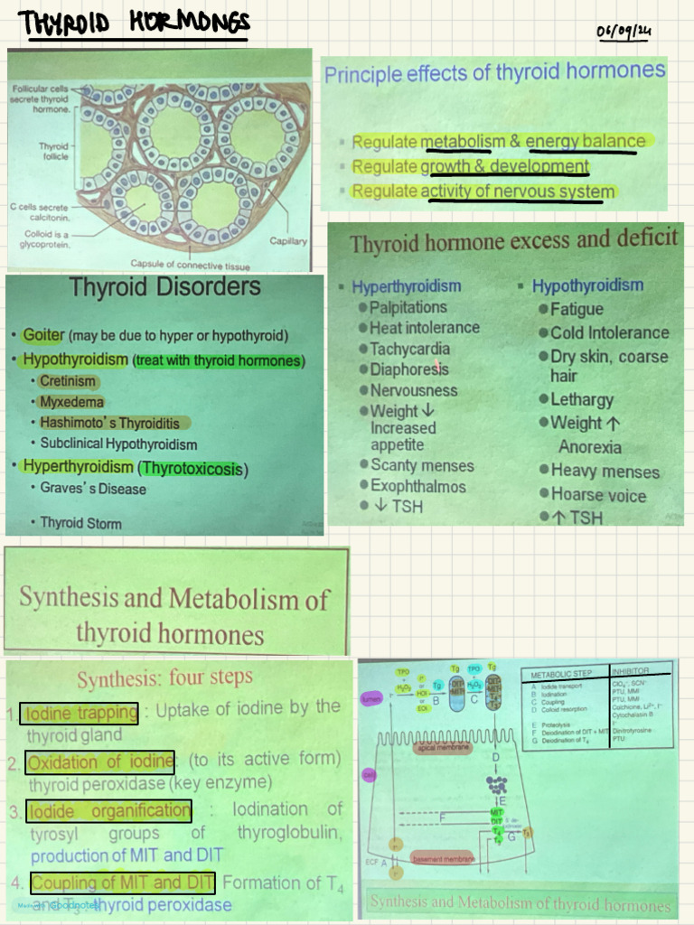 Thyroid Hormones and Their Effects | PDF
