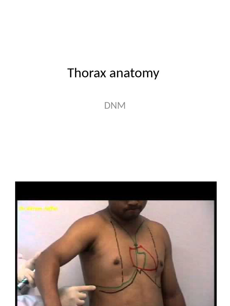 Thorax Anatomy: Structure & Function | PDF | Thorax | Skeletal System