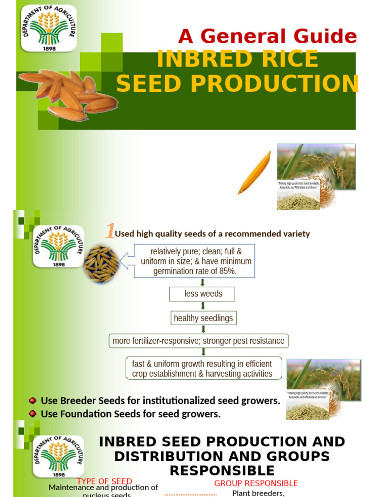 Inbred Rice Seed Production Guide | PDF | Rice | Seed