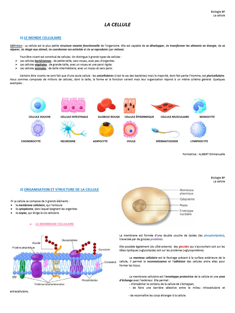 Comprendre la cellule et sa structure | PDF | Noyau (biologie ...