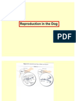 Dog Reproduction