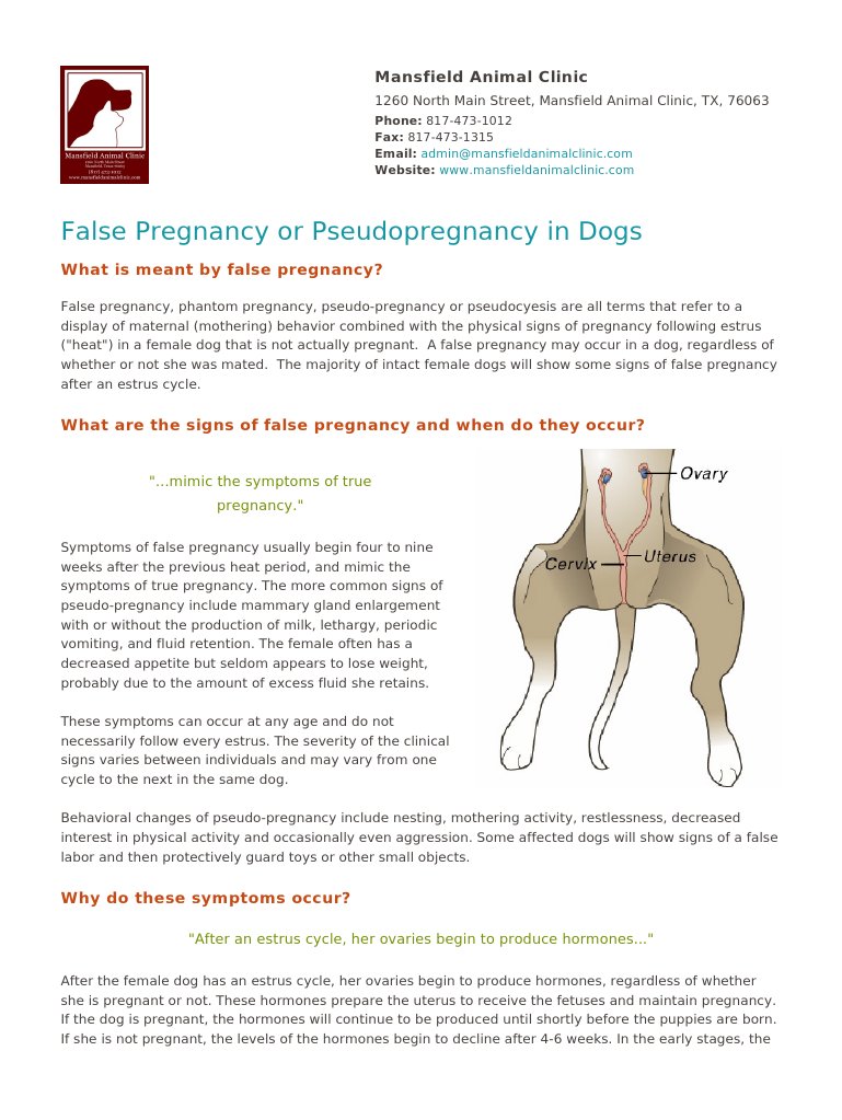 What Causes A Phantom Pregnancy In Dogs
