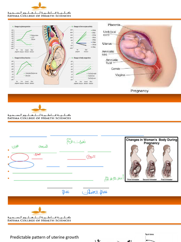 Physiological Changes During Pregnancy | PDF | Uterus | Pregnancy