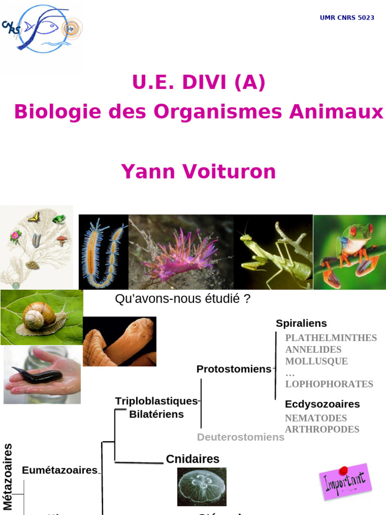 Biologie des Métazoaires et Deutérostomiens | PDF | Amphibiens | Vertébrés