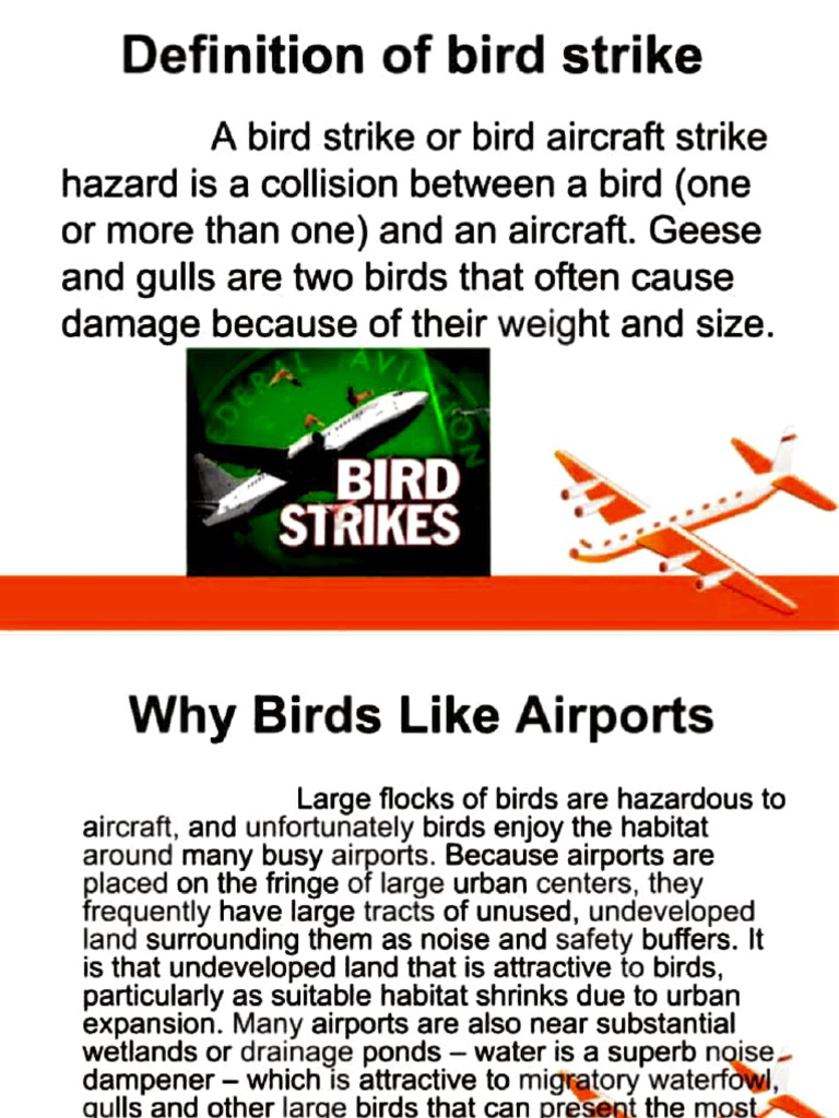 Understanding Bird Strikes and Prevention | PDF | Birds | Aviation