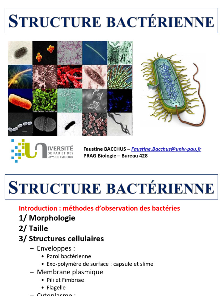 Observation et Morphologie des Bactéries | PDF | Bactérie | Cellule ...