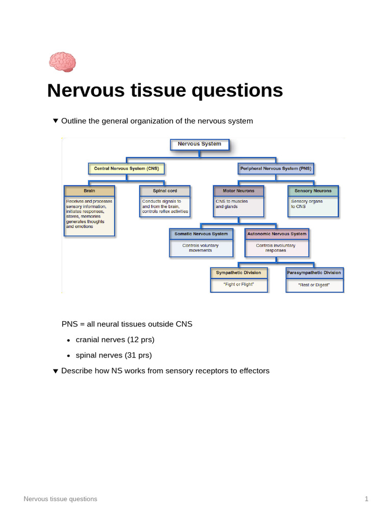 Nervous Tissue Structure and Function Guide | PDF | Neuron | Nervous System