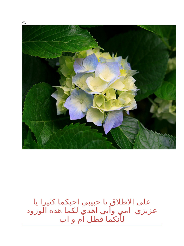 احبكمايا افظل ام واب | PDF