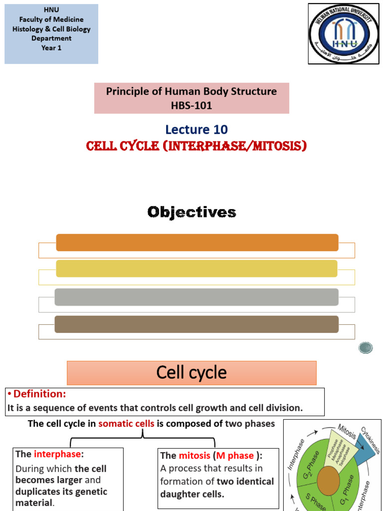 Lecture 10 Cell Cycle Interphase and Mitosis | PDF | Mitosis | Cell Cycle