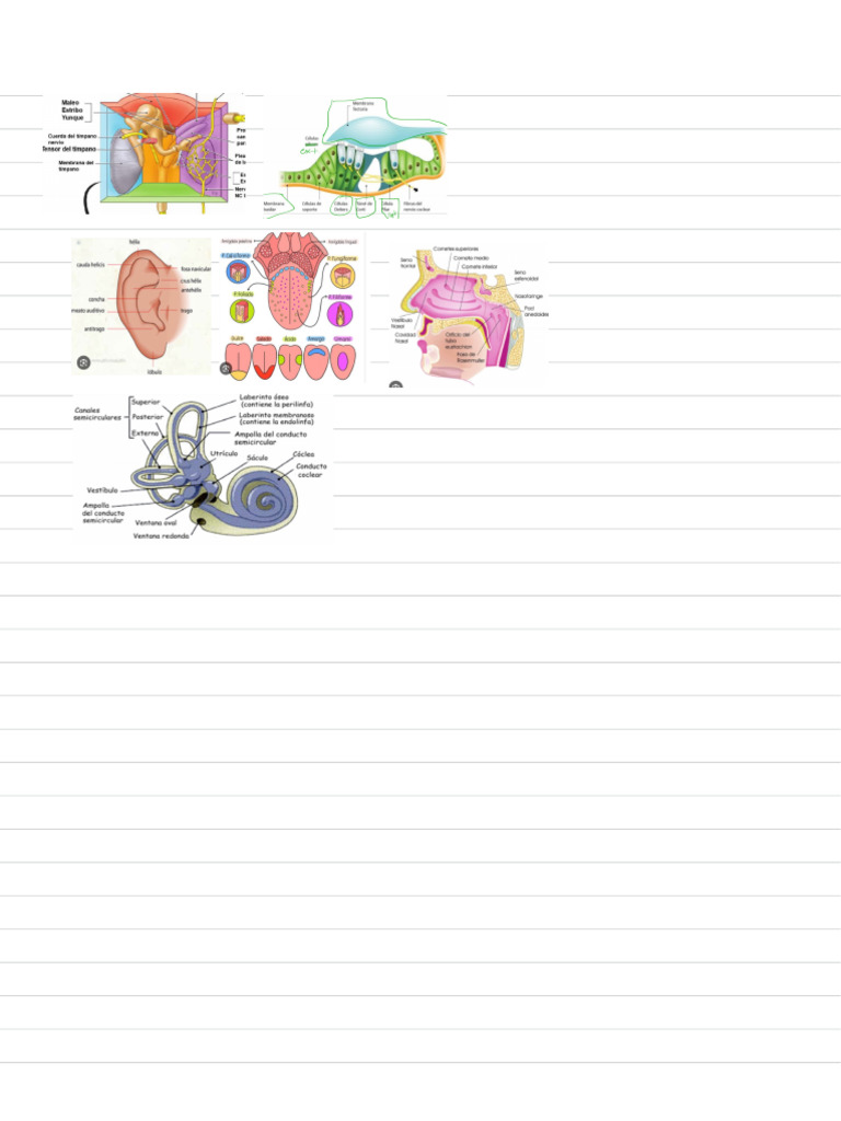 Orl 2 | PDF