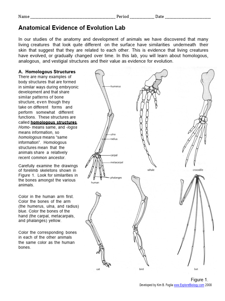 anatomical evidence of evolution lab-kl | PDF | Homology (Biology ...