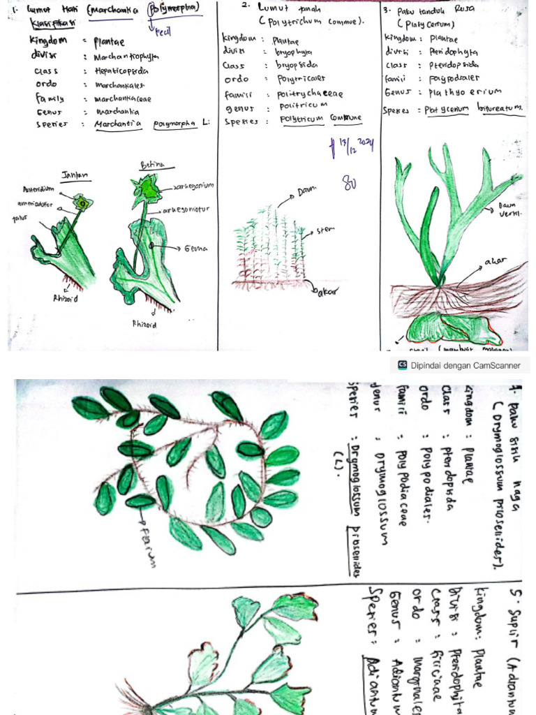 Praktikum Botani Farmasi | PDF