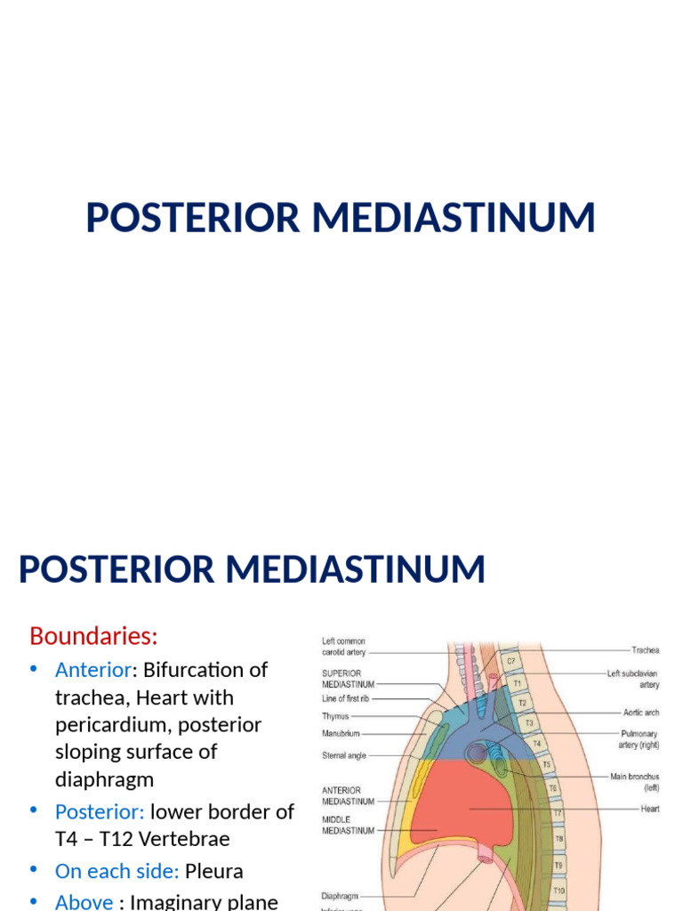 Structures and Boundaries of Posterior Mediastinum | PDF | Esophagus ...