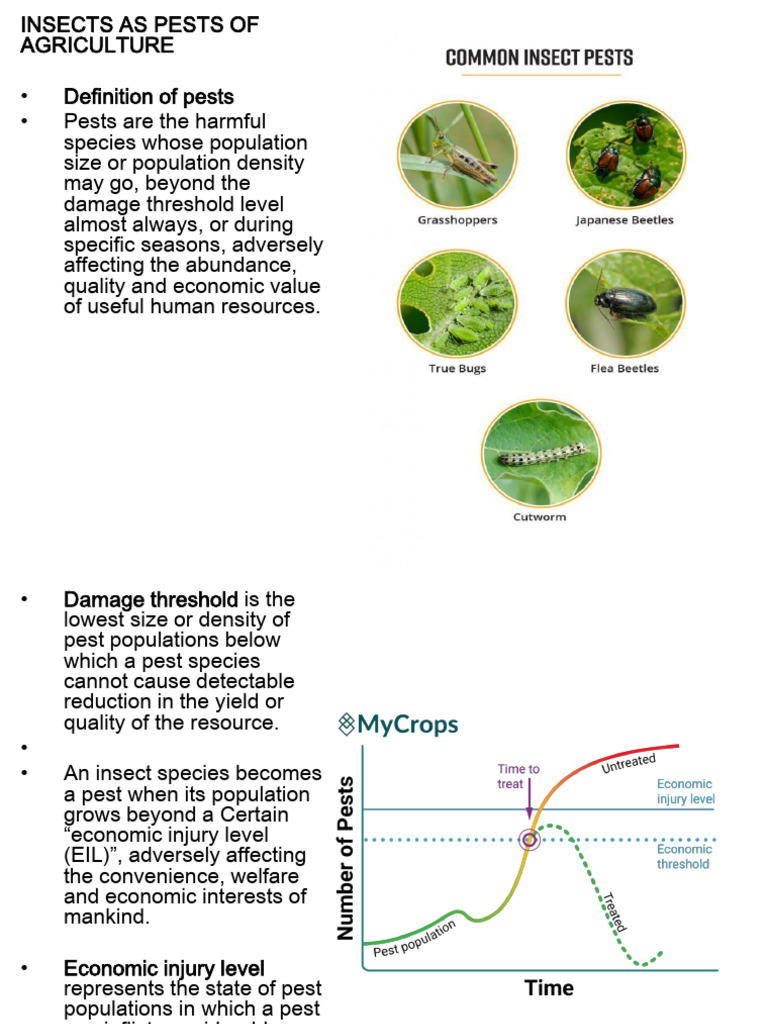 Insect Pest - 240201 - 142803 | PDF | Pest (Organism) | Biological Pest ...