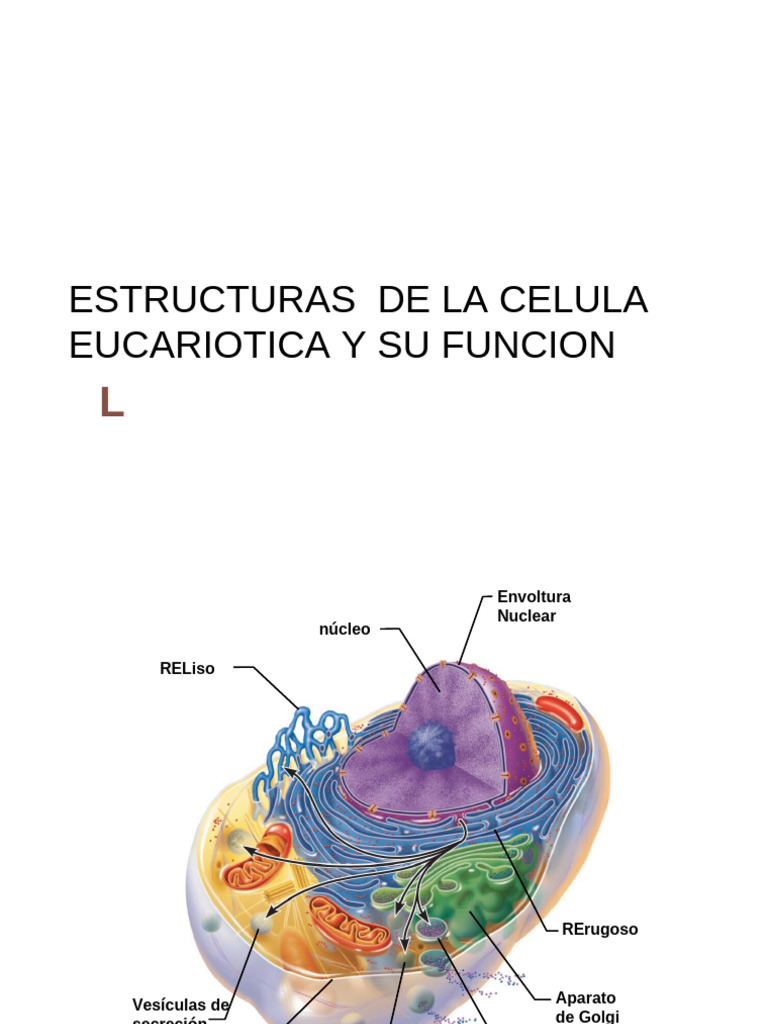 Estructuras y Funciones de la Célula Eucariota | PDF | Nucleo celular ...
