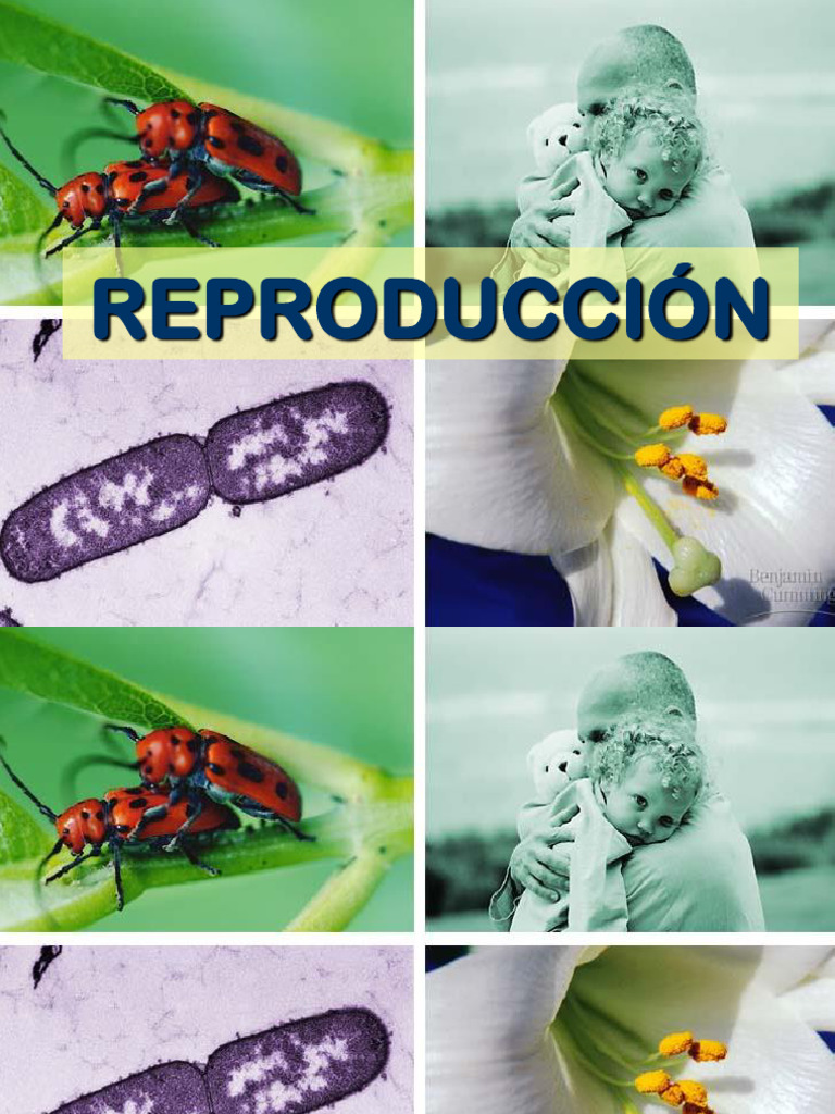 REPRODUCCION TIPOS | PDF | Plasmodium | Malaria