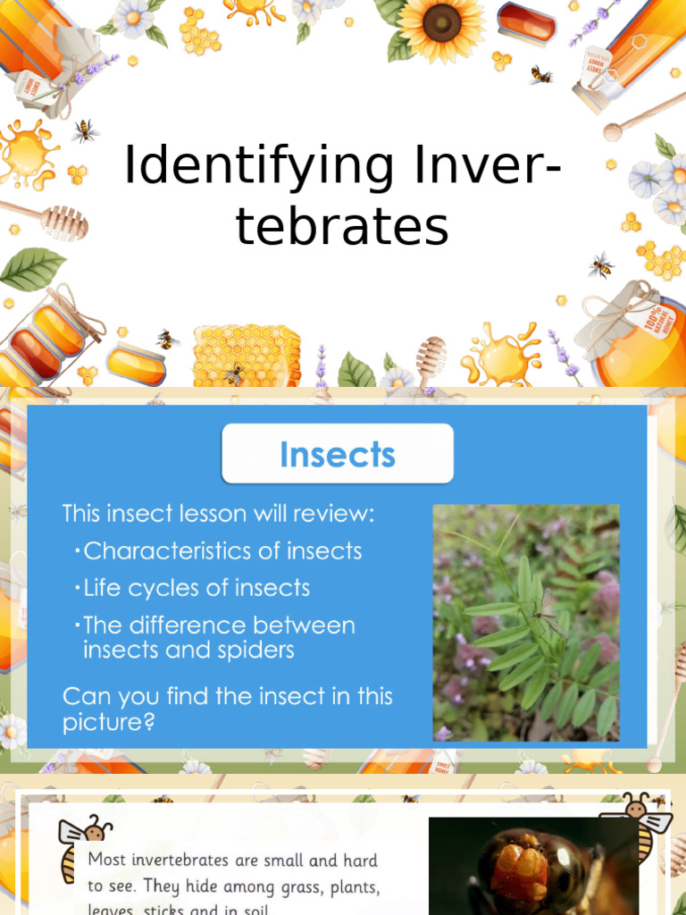 Invertebrates | PDF