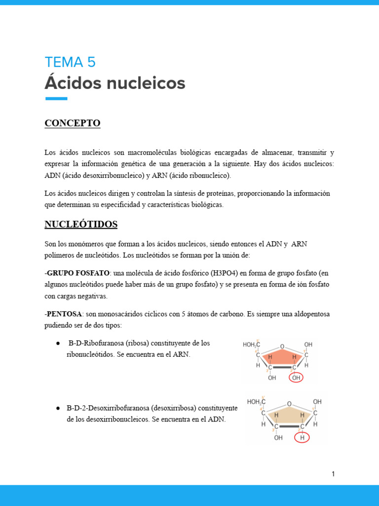 Tema 5 Acidos Nucleicos | PDF | Rna | Ácidos nucleicos
