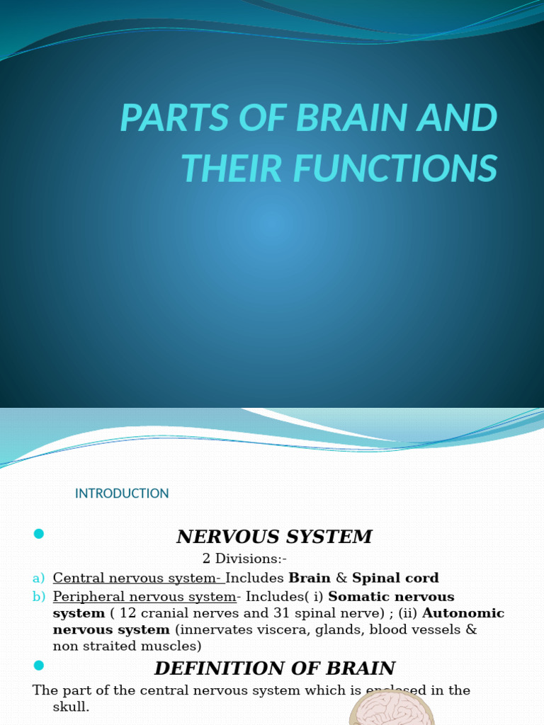 Brain Anatomy and Functions Explained | PDF | Cerebrum | Cerebral Cortex