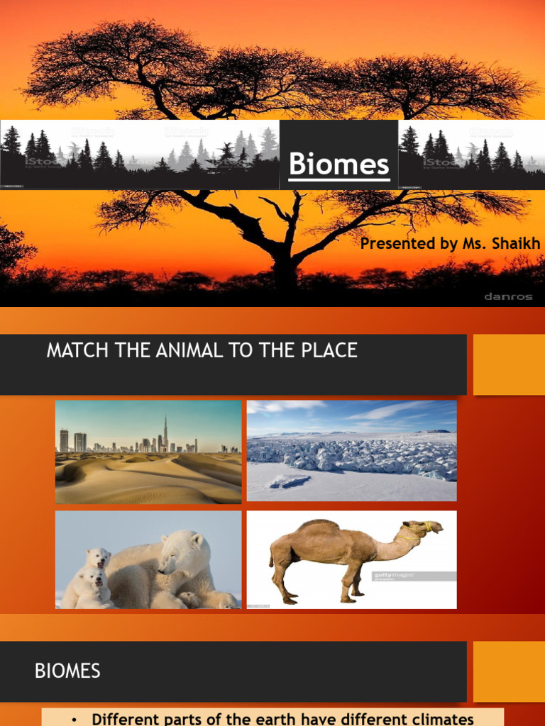 South African Terrestrial Biomes Overview | PDF | Savanna | South Africa