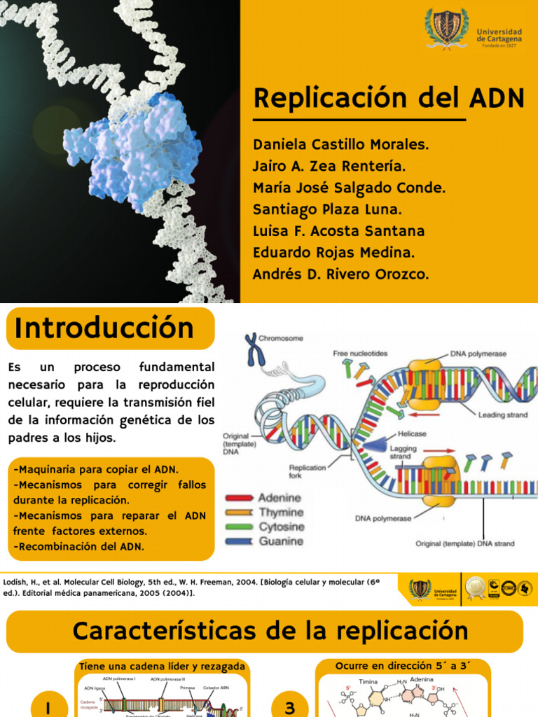 Replicación Del ADN - 20240813 - 211350 - 0000 | PDF