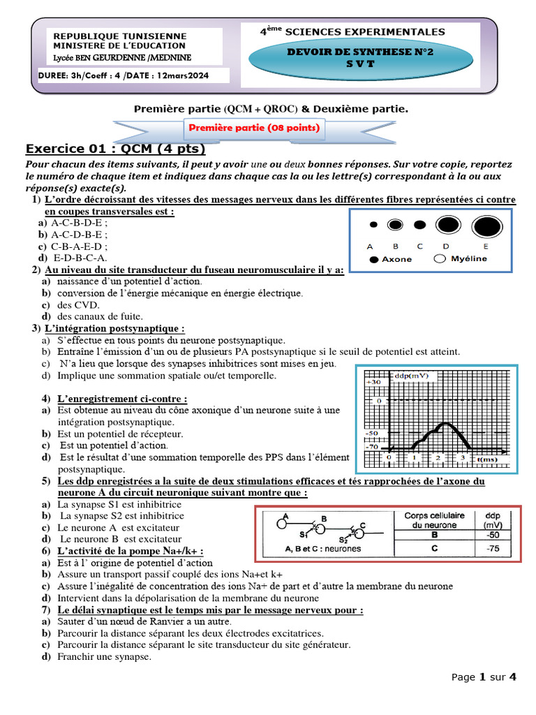 QCM et QROC sur le système nerveux | PDF | Synapse | Neurone