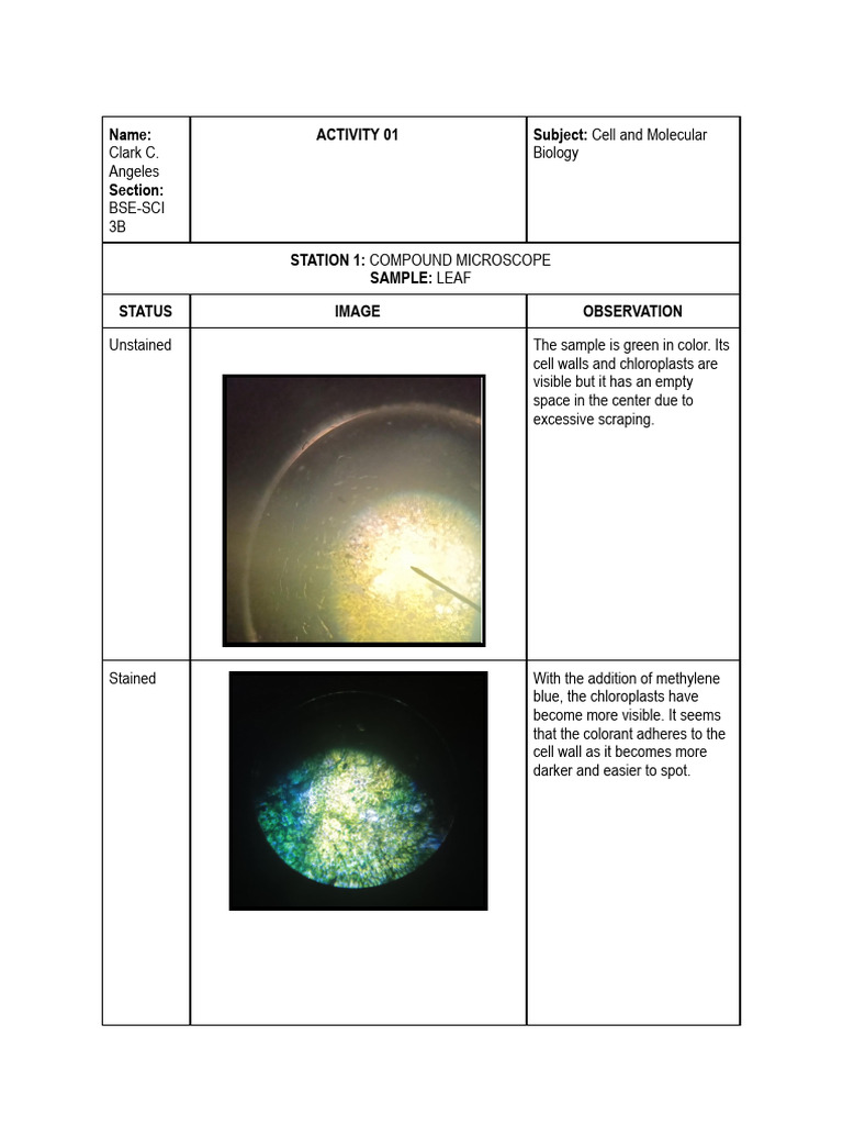 ASSIGNMENT | PDF | Microscope | Cell (Biology)