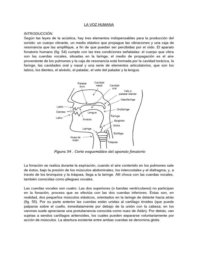 Anatomía y Clasificación de la Voz Humana | PDF | Voz humana | Laringe