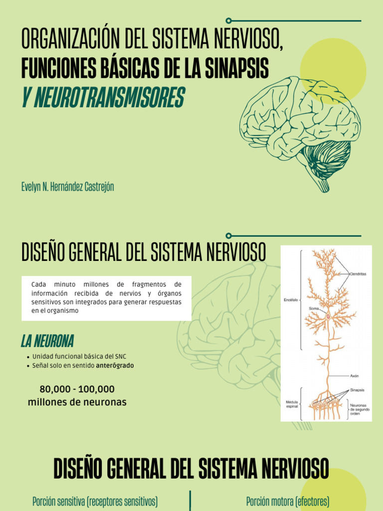 Funciones del Sistema Nervioso y Sinapsis | PDF | Sinapsis | Neurona
